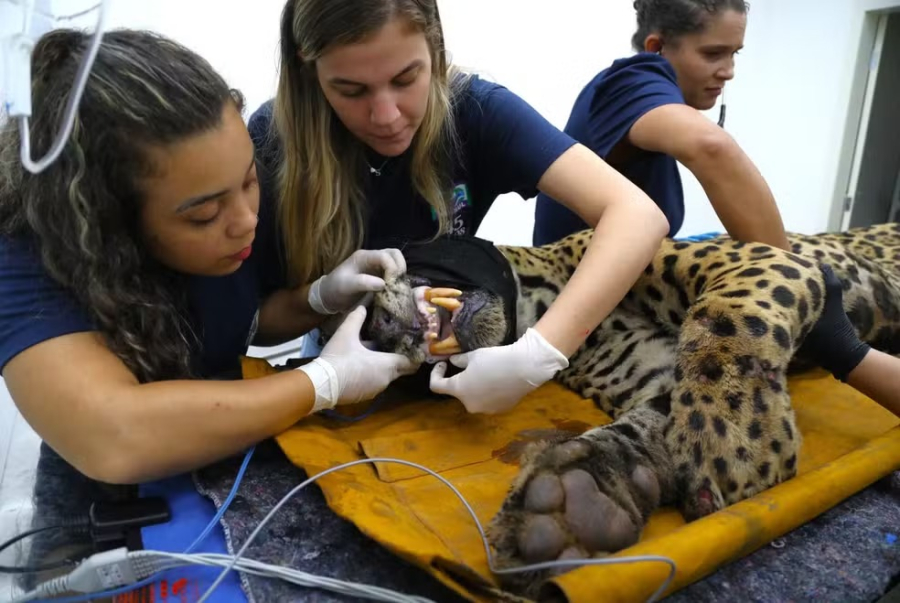 Onça-pintada capturada após ataque fatal no Pantanal não será reintroduzida à natureza, confirma 