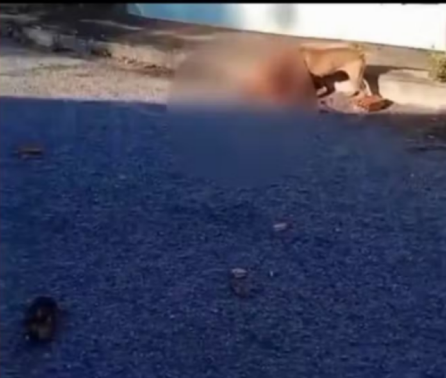 VÍDEO: Cachorra morre e morador fica ferido após ataque de pitbull em Barra do Garças