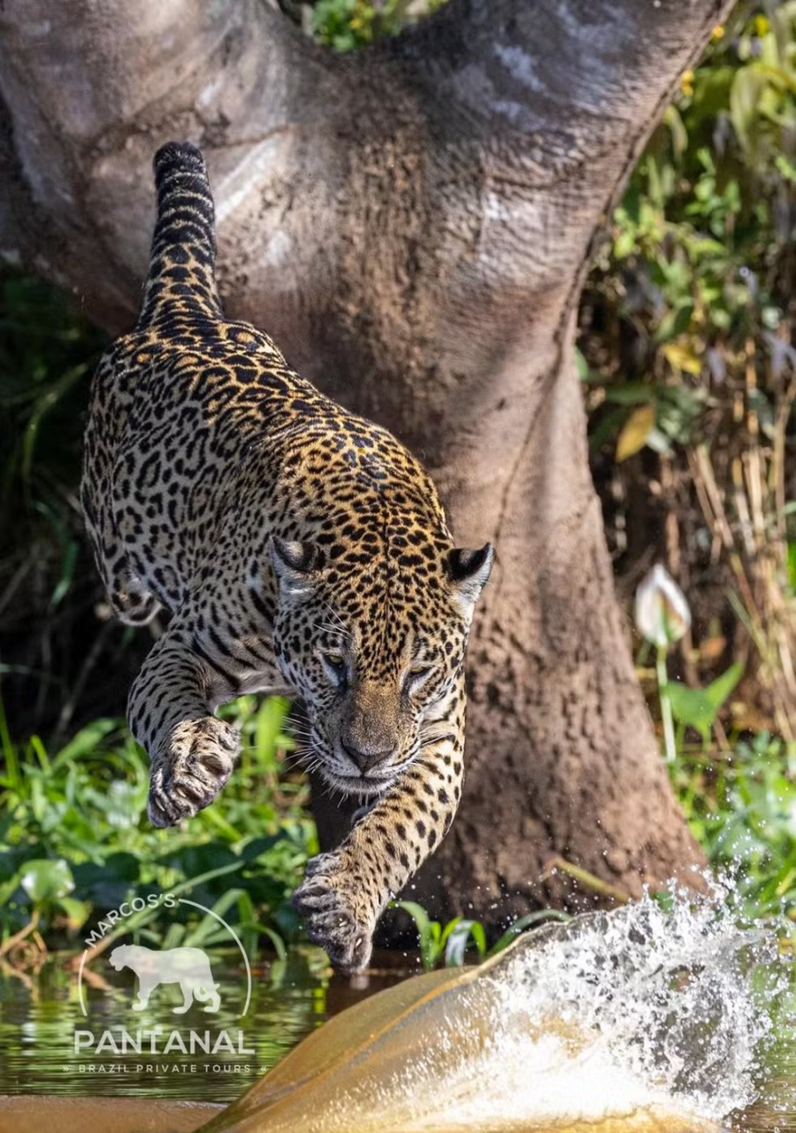 VÍDEO: Onça-pintada 'Medrosa' é flagrada abatendo jacaré em ataque impressionante no Pantanal de Mato Grosso