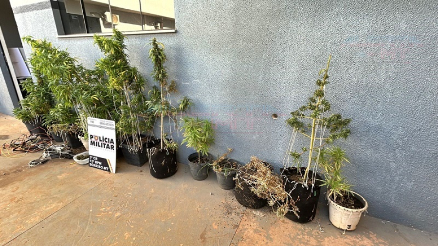 Polícia Militar apreende plantação de maconha em residência 