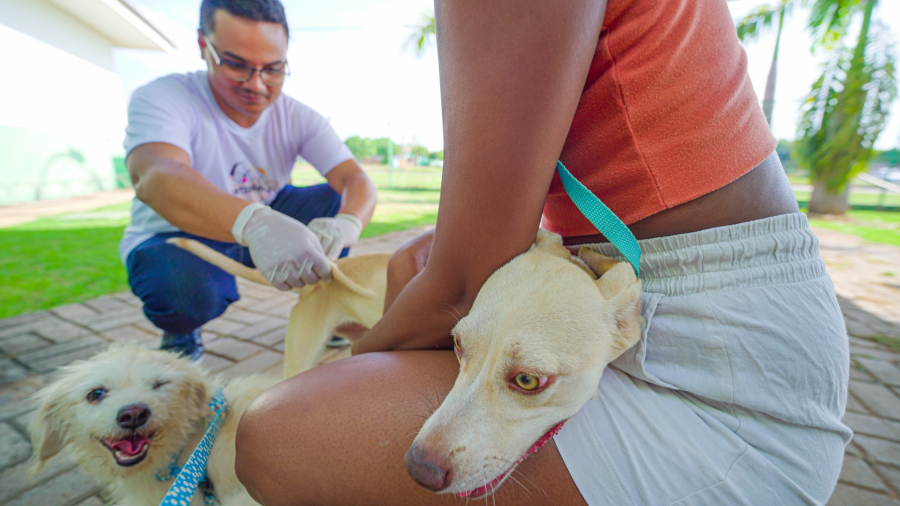Lucas do Rio Verde realiza Dia D de vacinação antirrábica neste sábado com meta de imunizar 10 mil animais