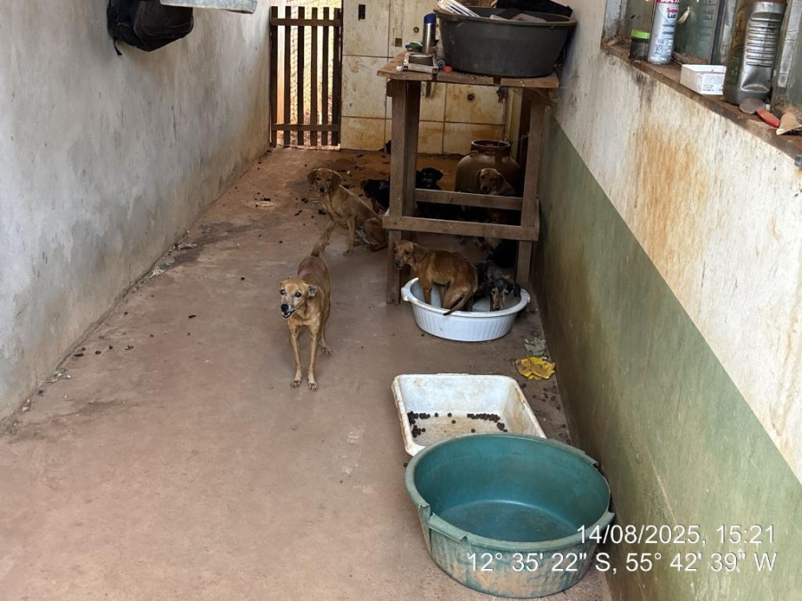 Polícia e Bombeiros resgatam 25 animais vítimas de maus-tratos 